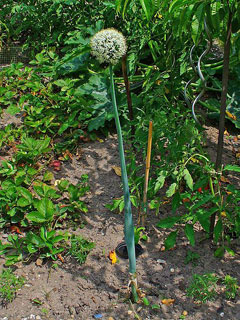 Allium cepa Onion, Garden onion