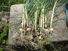 Allium macrostemon No-Binu Allium macrostemon No-Binu