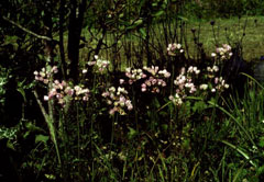 Allium roseum Rosy Garlic Allium roseum Rosy Garlic