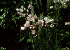 Allium roseum Rosy Garlic Allium roseum Rosy Garlic
