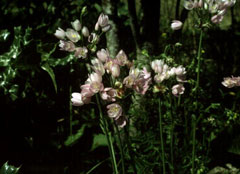 Allium roseum Rosy Garlic