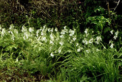 Allium triquetrum Three-Cornered Leek