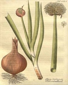 Allium fistulosum Welsh Onion Allium fistulosum Welsh Onion