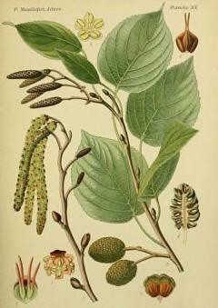 Alnus cordata Italian Alder Alnus cordata Italian Alder