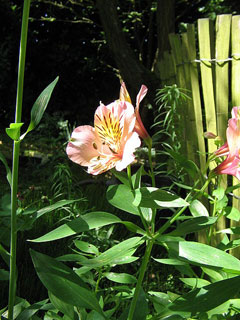 Alstroemeria ligtu Alstroemeria, St. Martin Alstroemeria ligtu Alstroemeria, St. Martin