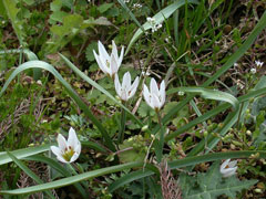 Tulipa edulis Tulipa edulis