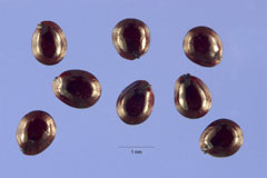 Amaranthus powellii Powell Amaranthus powellii Powell