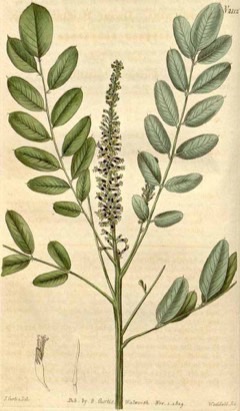 Amorpha nana Dwarf Indigobush, Dwarf false indigo, Dwarf Indigo Amorpha nana Dwarf Indigobush, Dwarf false indigo, Dwarf Indigo