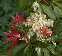 Pieris japonica Lily Of The Valley Bush, Japanese pieris, Japanese Andromeda, Lily of the Valley Shrub, Japanese Pie
