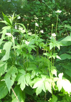 Anemone virginiana Tall Thimbleweed Anemone virginiana Tall Thimbleweed