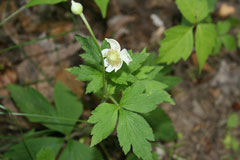Anemone virginiana Tall Thimbleweed Anemone virginiana Tall Thimbleweed