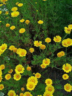 Anthemis tinctoria Yellow Camomile, Golden chamomile,  Dyers