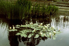 Aponogeton distachyos Water Hawthorn, Cape pondweed, Vleikos