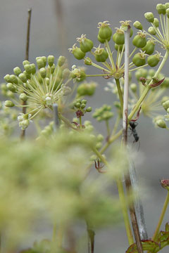 Aralia hispida Bristly Sarsaparilla Aralia hispida Bristly Sarsaparilla