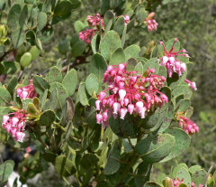 Arctostaphylos pringlei Stickleaf Manzanita Arctostaphylos pringlei Stickleaf Manzanita