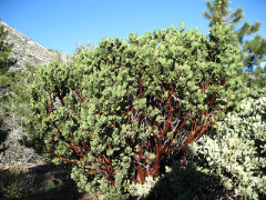 Arctostaphylos pringlei Stickleaf Manzanita Arctostaphylos pringlei Stickleaf Manzanita