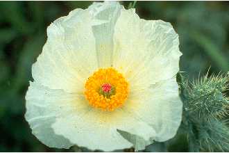 Argemone albiflora White Prickly Poppy, Bluestem pricklypoppy Argemone albiflora White Prickly Poppy, Bluestem pricklypoppy