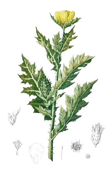 Argemone mexicana Prickly Poppy, Mexican pricklypoppy Argemone mexicana Prickly Poppy, Mexican pricklypoppy