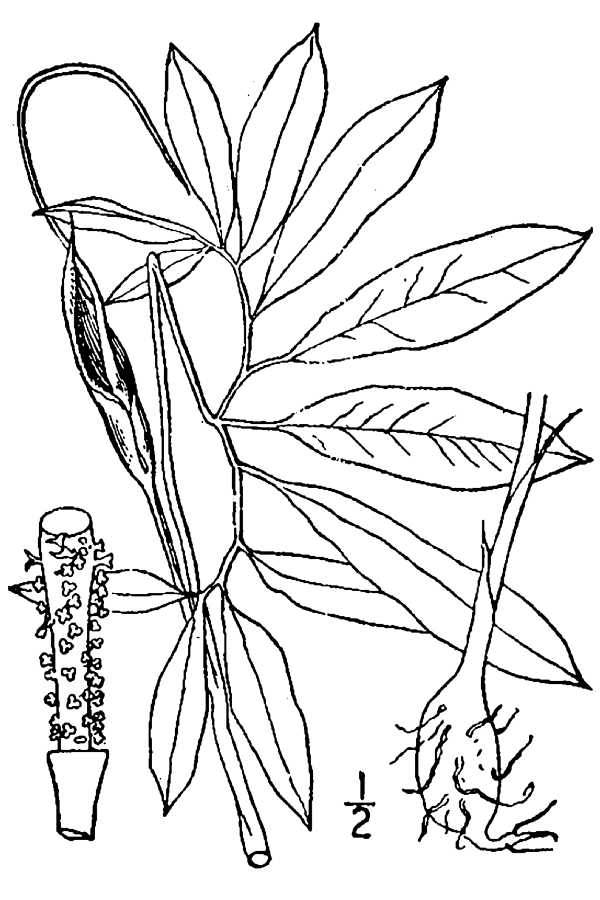 Arisaema dracontium Green-Dragon