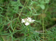 Artemisia dracunculus Tarragon,  French Tarragon