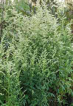 Artemisia lactiflora White Mugwort