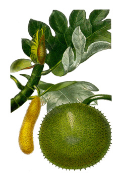 Artocarpus altilis Breadfruit