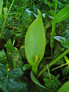 Arum italicum Italian lords and ladies, Italian Arum Arum italicum Italian lords and ladies, Italian Arum