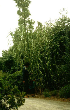 Arundo donax Giant Reed, Giant Reed Grass