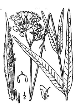 Asclepias lanceolata Purple Silkweed, Fewflower milkweed