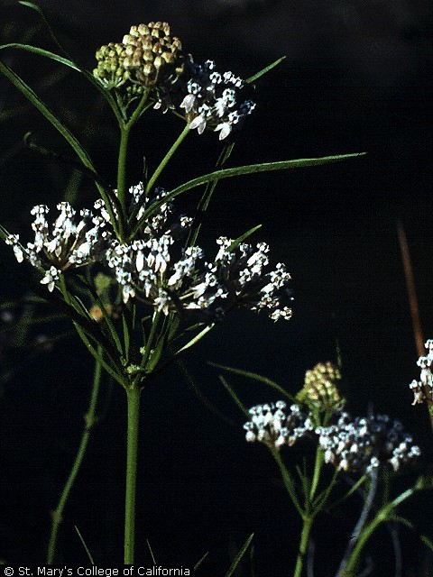 Asclepias mexicana Asclepias mexicana