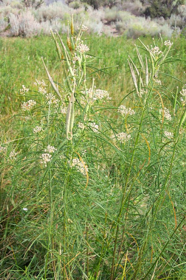 Asclepias mexicana Asclepias mexicana