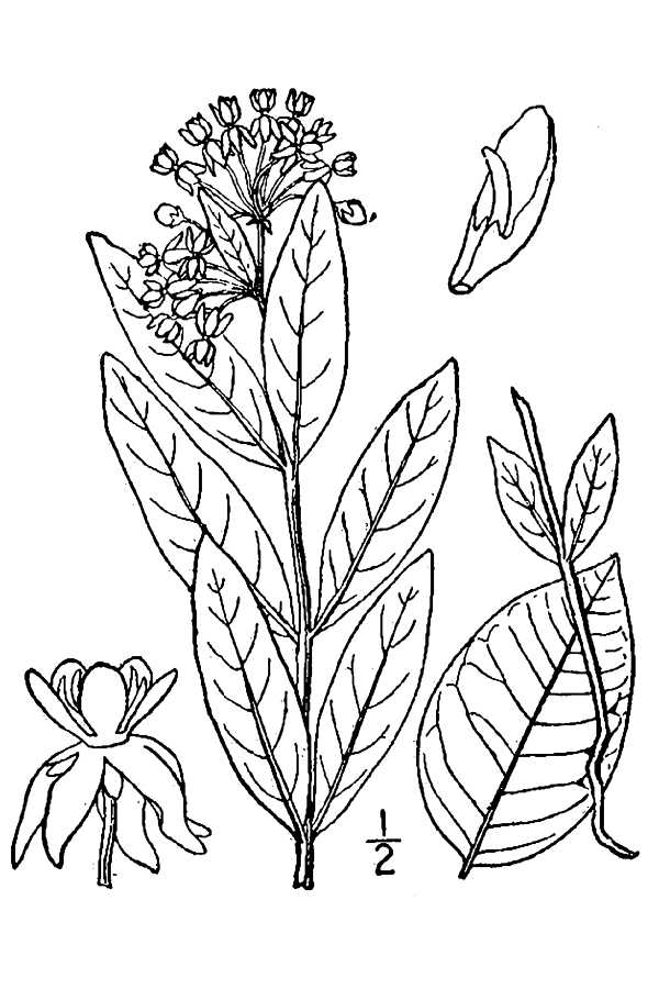Asclepias ovalifolia Oval-leaf milkweed