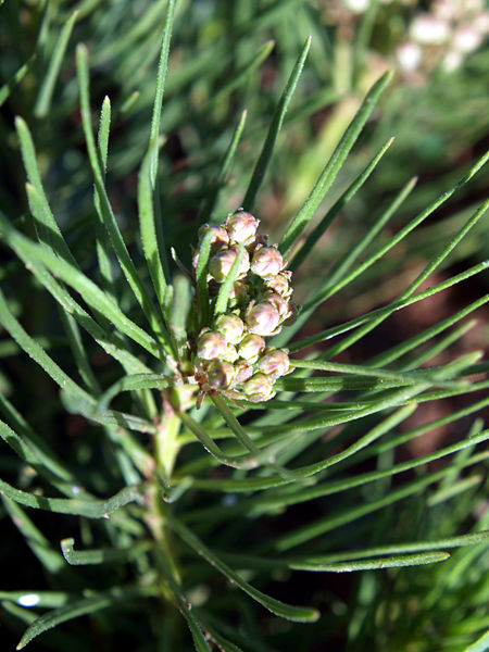 Asclepias pumila Low Milkweed, Plains milkweed Asclepias pumila Low Milkweed, Plains milkweed