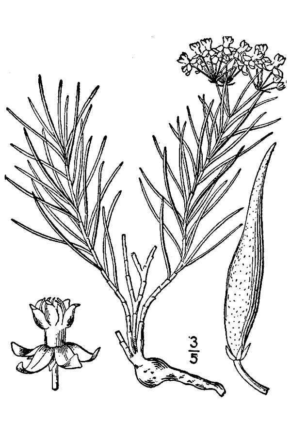 Asclepias pumila Low Milkweed, Plains milkweed Asclepias pumila Low Milkweed, Plains milkweed