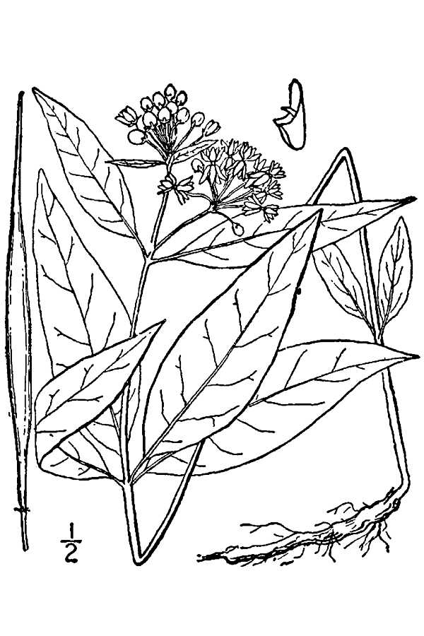 Asclepias quadrifolia Fourleaf Milkweed