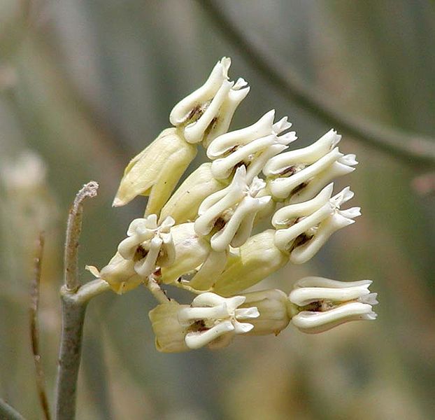 Asclepias subulata Rush Milkweed Asclepias subulata Rush Milkweed