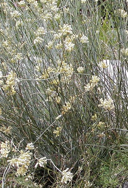 Asclepias subulata Rush Milkweed
