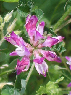 Astragalus Sinicus Chinese Milk Vetch Astragalus Sinicus Chinese Milk Vetch
