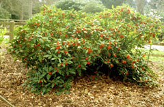 Aucuba japonica Spotted Laurel, Japanese laurel, Japanese Gold Dust Tree Aucuba japonica Spotted Laurel, Japanese laurel, Japanese Gold Dust Tree