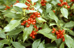 Aucuba japonica Spotted Laurel, Japanese laurel, Japanese Gold Dust Tree Aucuba japonica Spotted Laurel, Japanese laurel, Japanese Gold Dust Tree