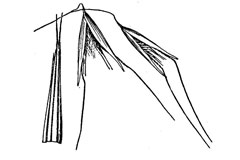 Avena barbata Slender Oat Avena barbata Slender Oat