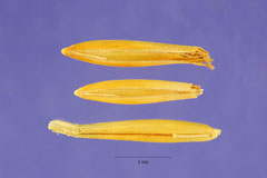Avena barbata Slender Oat Avena barbata Slender Oat