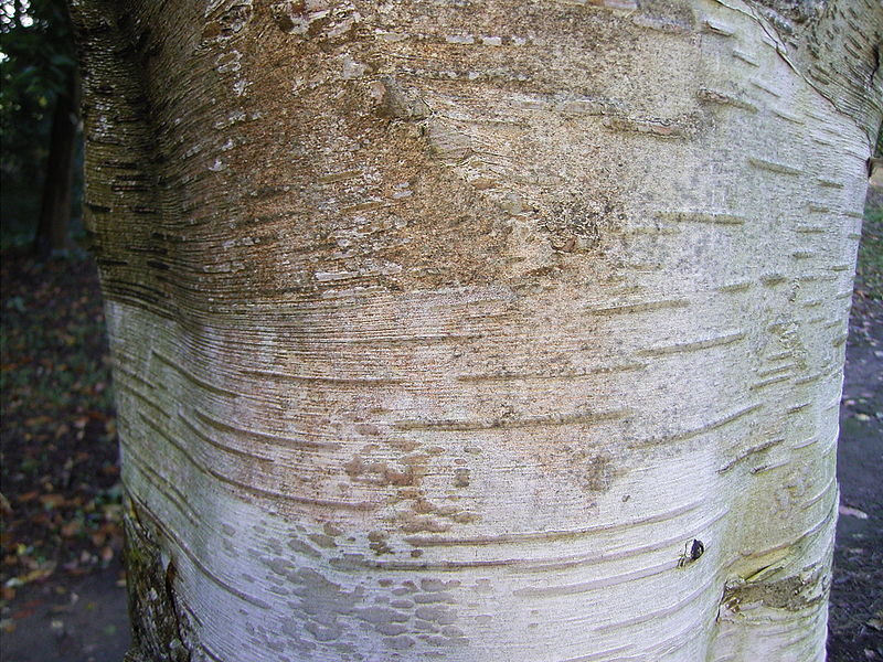 Betula utilis Indian Paper Birch, Whitebarked Himilayan Birch, Jacquemontii Birch Betula utilis Indian Paper Birch, Whitebarked Himilayan Birch, Jacquemontii Birch