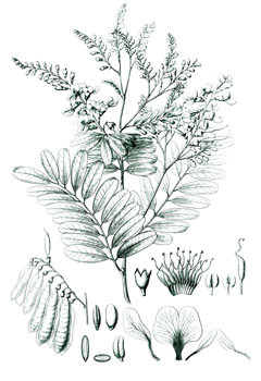Bowdichia virgilioides Alcornoco