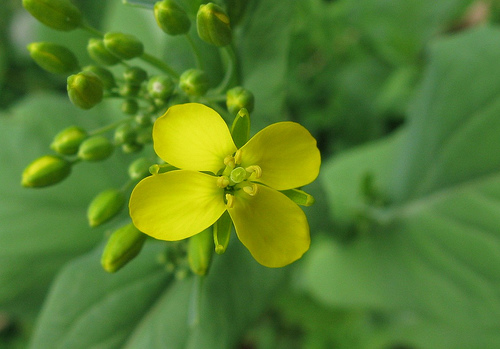 Brassica rapa perviridis Mustard Spinach Brassica rapa perviridis Mustard Spinach