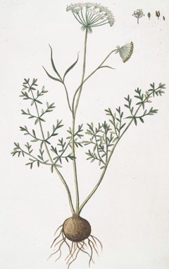 Bunium bulbocastanum Pig Nut, Earth-nut Bunium bulbocastanum Pig Nut, Earth-nut