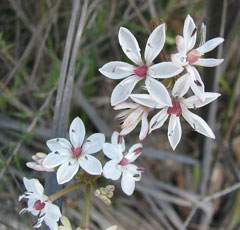 Burchardia umbellata Milkmaids Burchardia umbellata Milkmaids