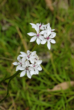 Burchardia umbellata Milkmaids Burchardia umbellata Milkmaids