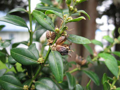 Buxus balearica Buxus balearica