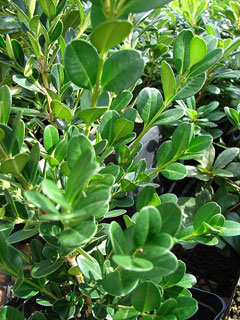 Buxus microphylla Littleleaf boxwood , Littleleaf Boxwood Buxus microphylla Littleleaf boxwood , Littleleaf Boxwood